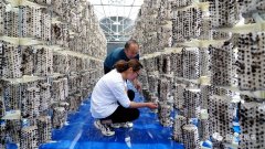 <b>【我们的新时代】特色黑木耳助推乡村经济</b>