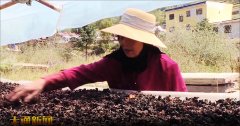 <b>“卓兴一号”黑木耳扎根青海大通 助力高原乡村</b>