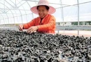 温宿金华新村：黑木耳基地喜获丰收